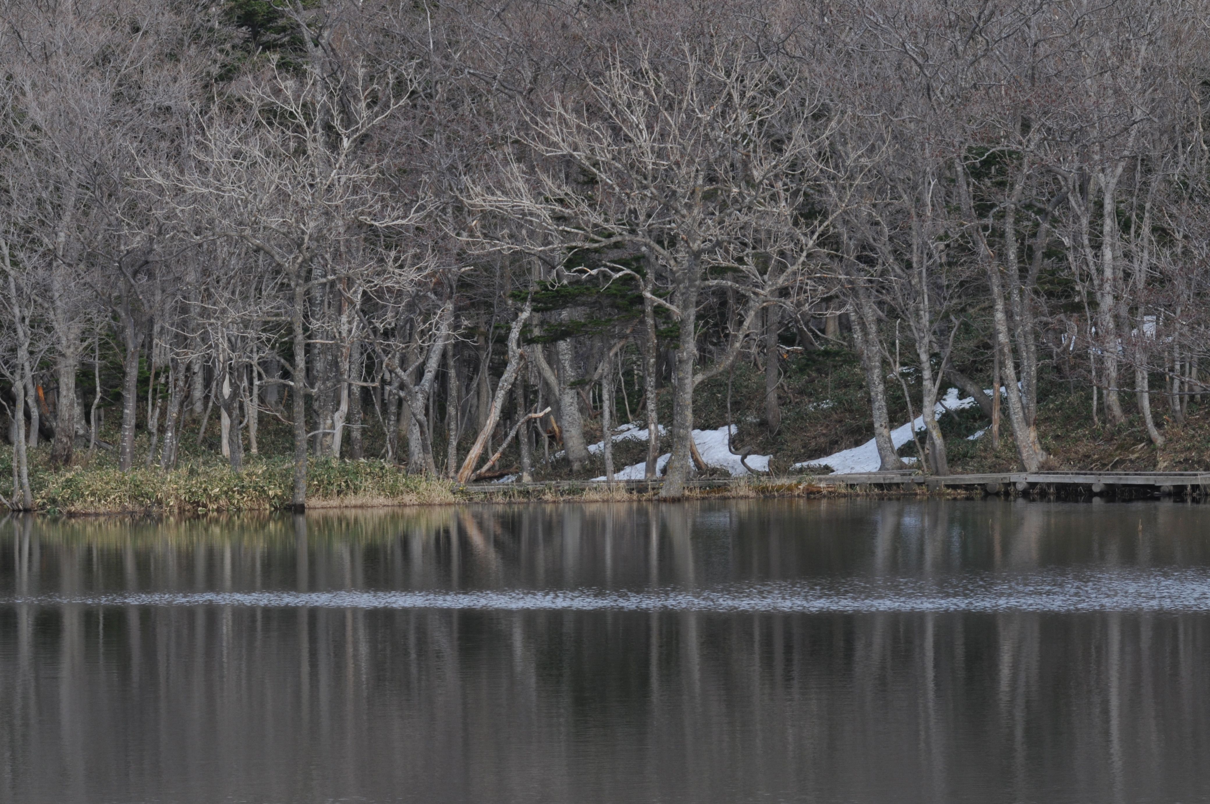 Peaceful winter scene of a forest reflecting in a calm lake in Japan.