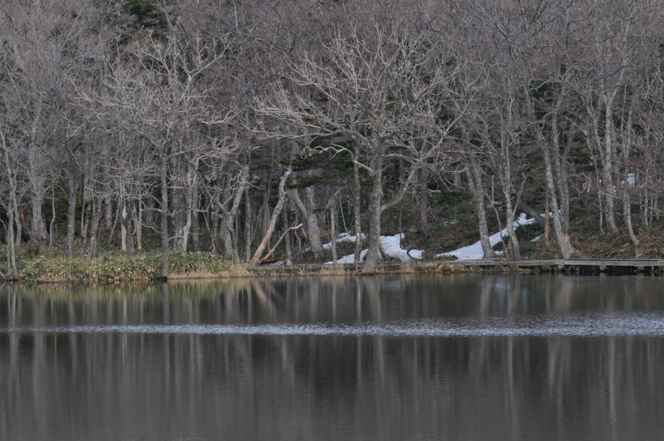 Peaceful winter scene of a forest reflecting in a calm lake in Japan.