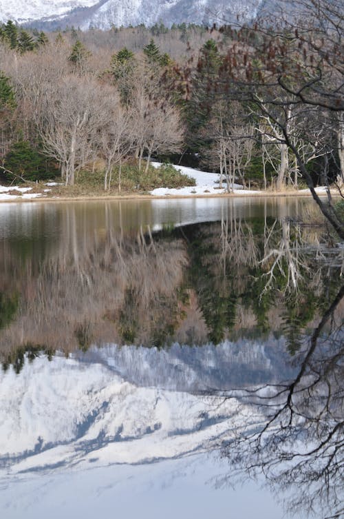 Foto profissional grátis de árvores, cenário, com frio