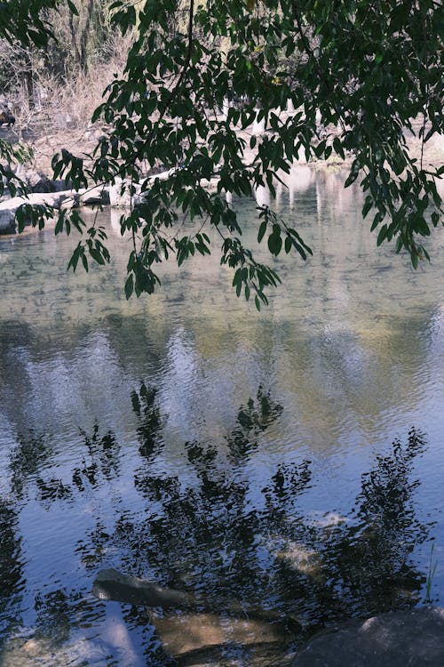 垂直ショット, 川, 枝の無料の写真素材