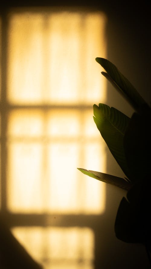 Foto d'estoc gratuïta de capvespre, estètic, fons de pantalla de posta de sol