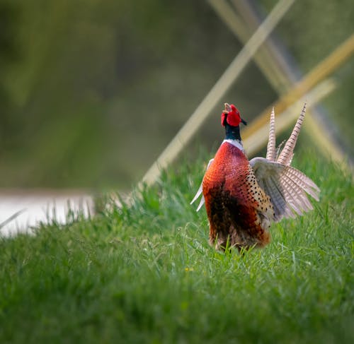 A pheasant is standing in the grass with its wings spread