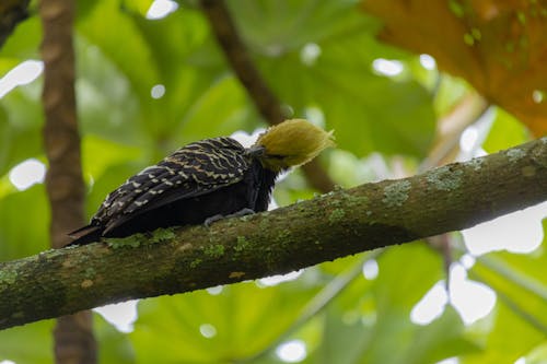 Blonde-crested Woodpecker in Nature