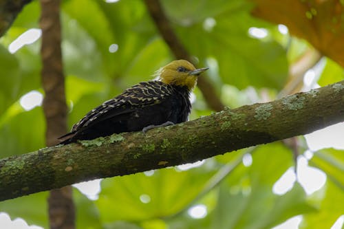 A bird is perched on a branch in the forest