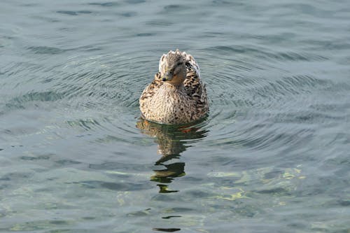 Duck on Lake