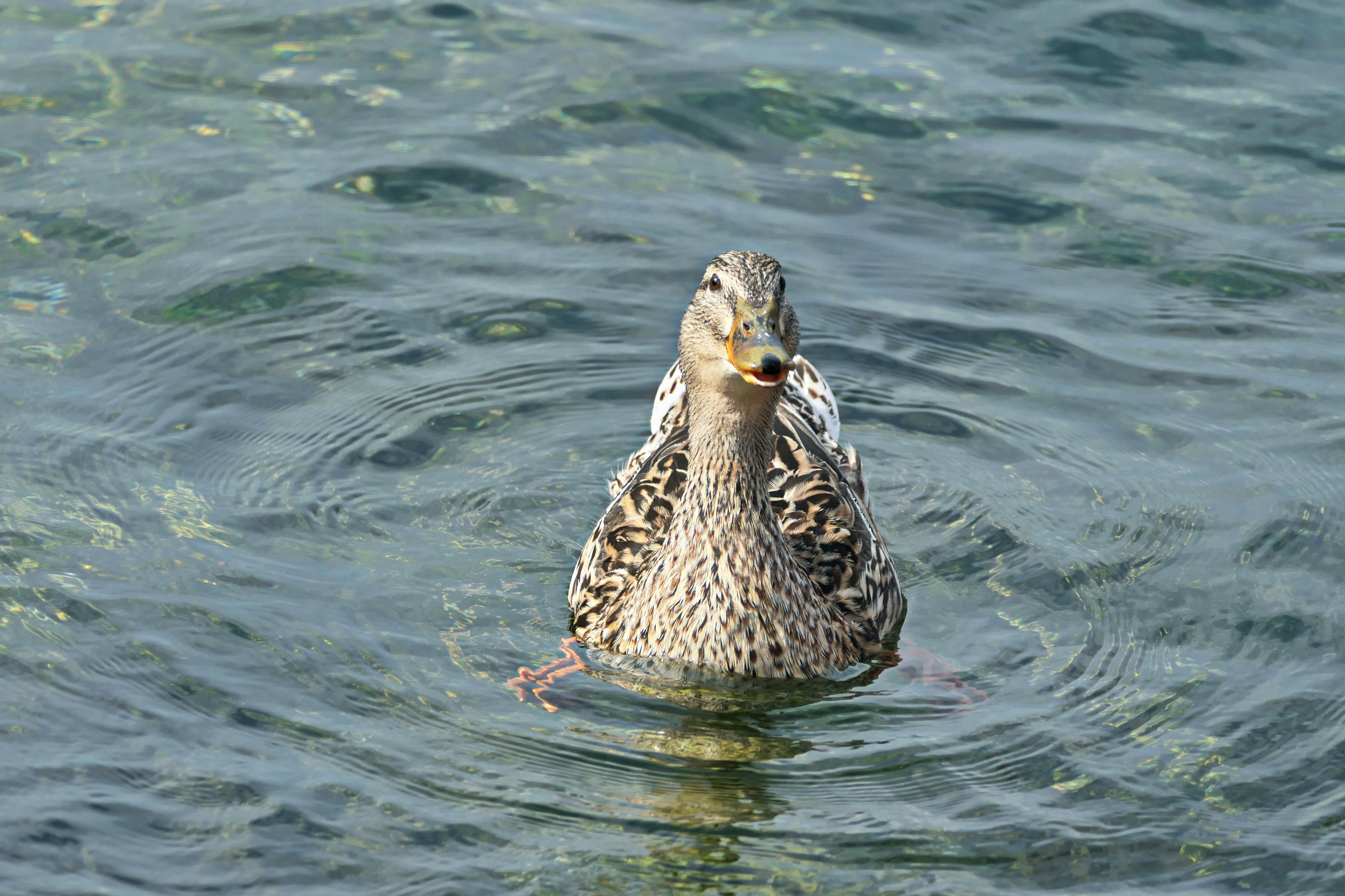 duck on water