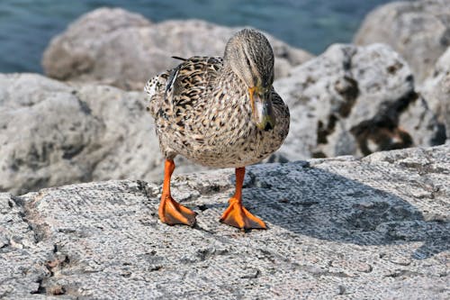 Duck Bird on Rock