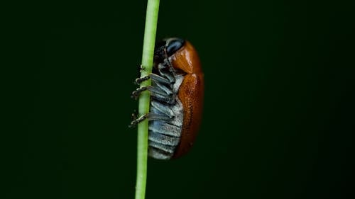 Δωρεάν στοκ φωτογραφιών με beetle, βλαστός, έντομο