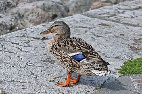 Duck on Rock