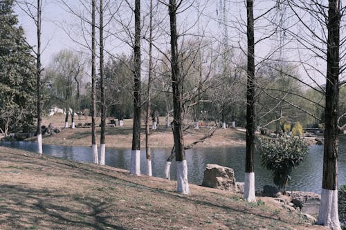 Безкоштовне стокове фото на тему «дерева, оголений, озеро»