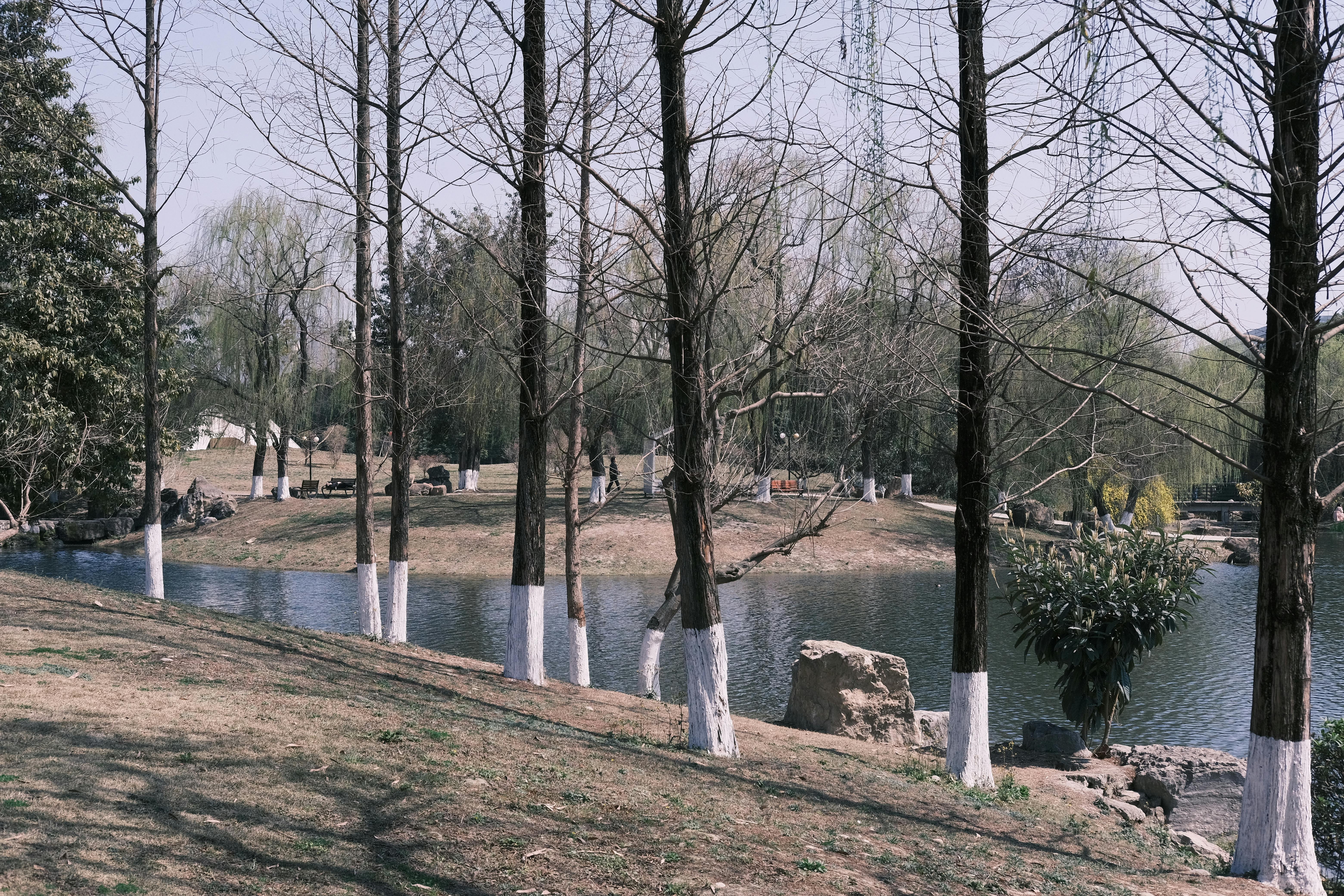 https://images.pexels.com/photos/20595059/pexels-photo-20595059/free-photo-of-bare-trees-around-lake-in-park.jpeg