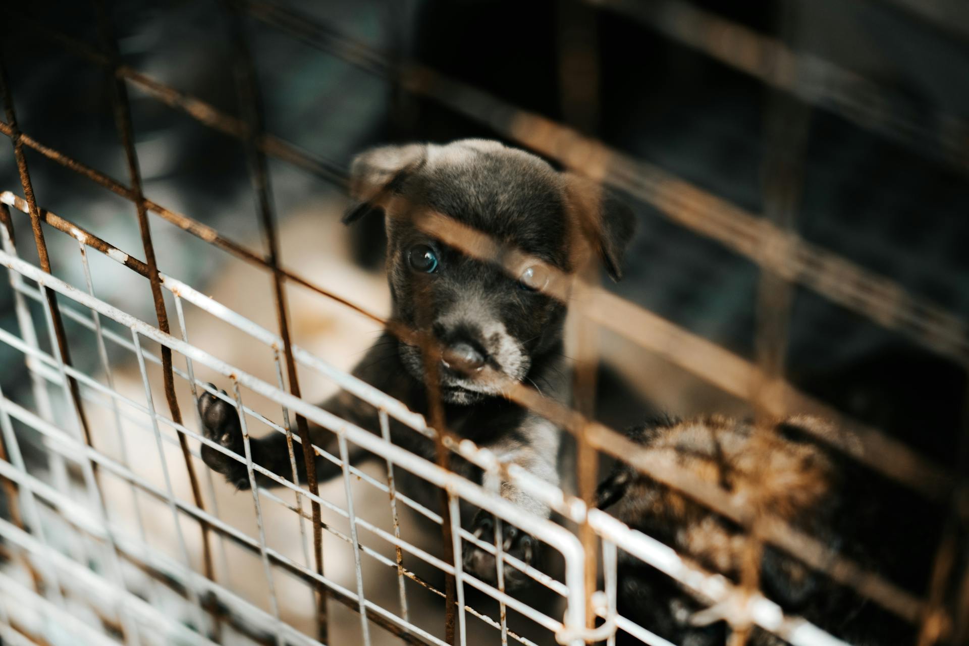 Un chiot dans une cage