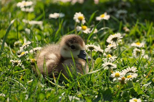 Foto profissional grátis de ave, filhote de pato, flores