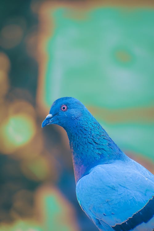 beautiful pigeon with greenish shade neck and red eye