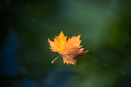 枫叶在水面上