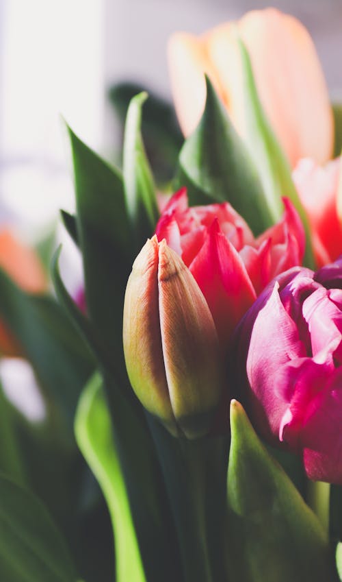 Fotos de stock gratuitas de de cerca, enfoque selectivo, flores