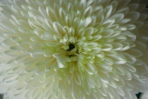 Free Detailed macro shot of a white chrysanthemum flower showcasing delicate petals. Stock Photo