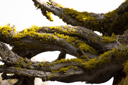A close up of a tree with moss on it