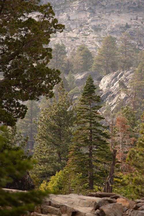 Gratis stockfoto met bergen, bomen, Californië