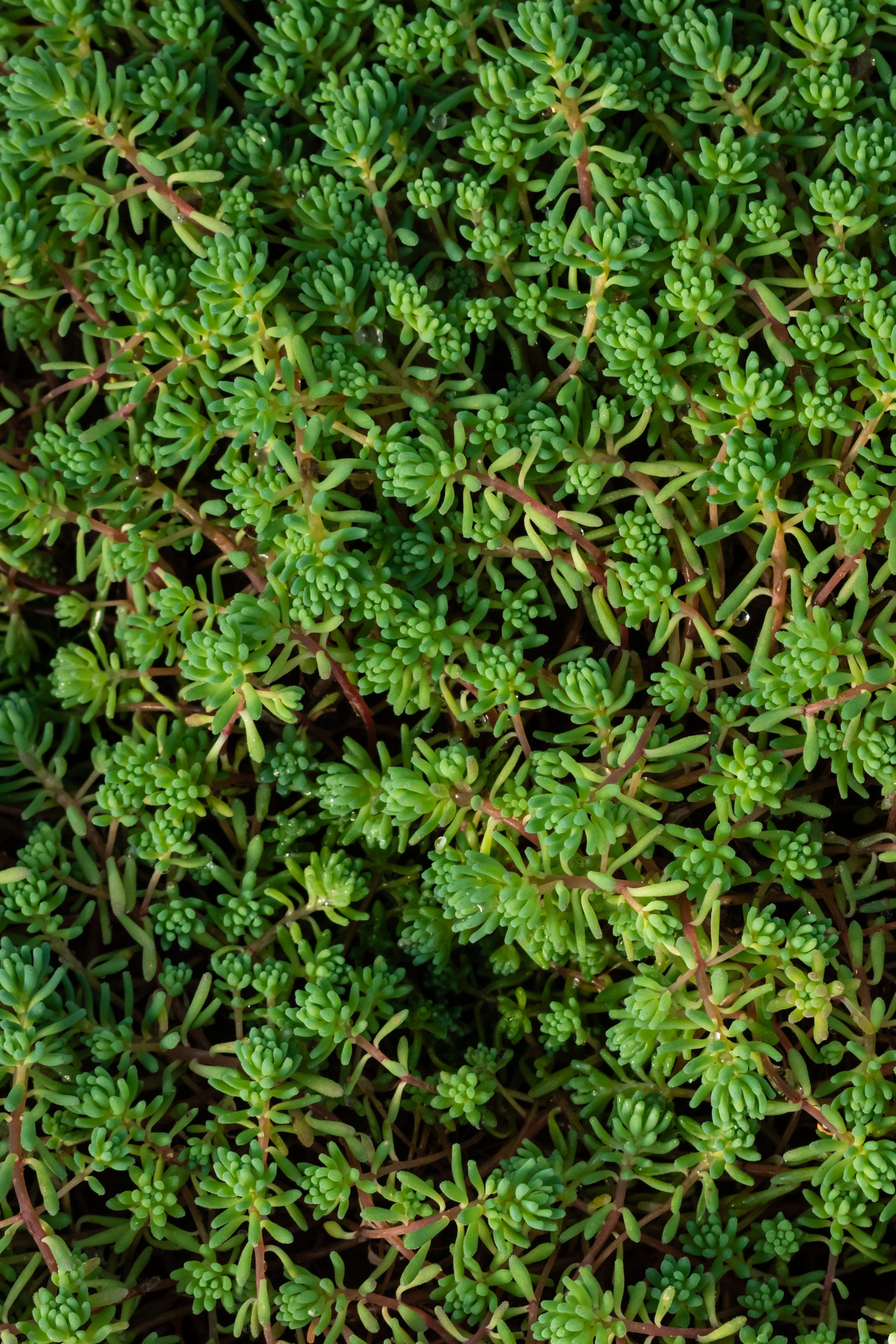 drought tolerant groundcover UK slope