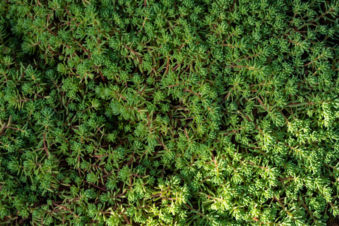 A close up of a green plant with small leaves