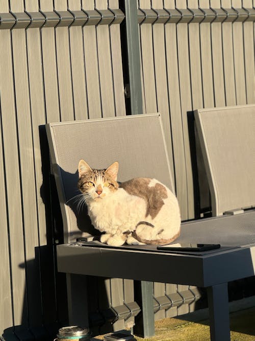 Δωρεάν στοκ φωτογραφιών με calico cat, απογευματινός ήλιος, άσπρη γάτα