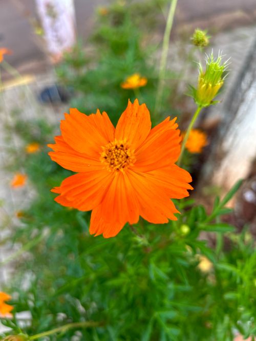 Free Flower  .. Stock Photo