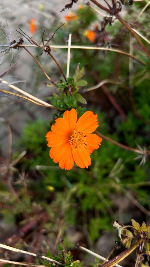 Free Flor  Stock Photo