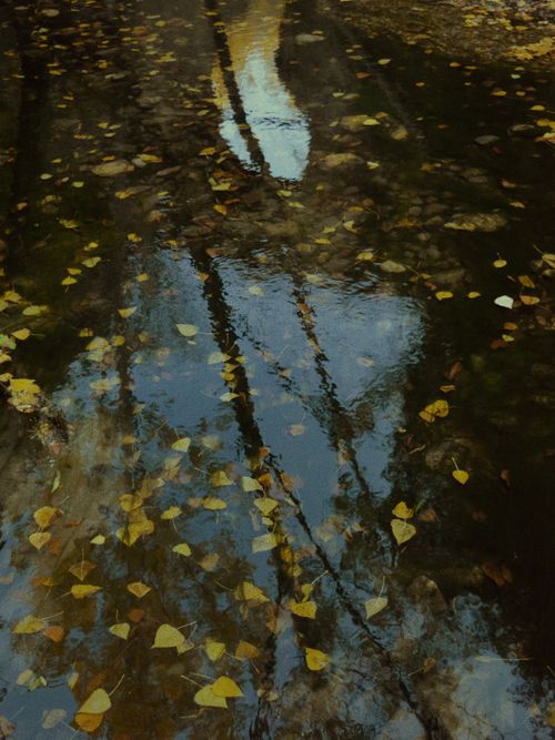 Free Yellow autumn leaves floating on a reflective water surface in a serene park setting. Stock Photo
