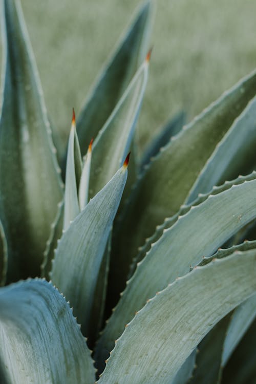 Gratis lagerfoto af Agave, biodiversitet, kaktus