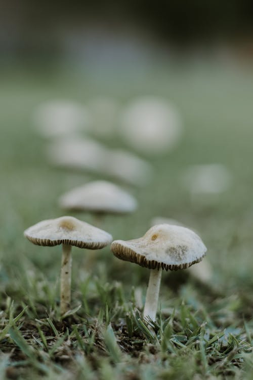 Photos gratuites de champignons, herbe, mise au point sélective