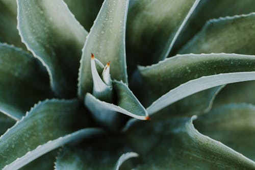 agave, bitki, biyoçeşitlilik içeren Ücretsiz stok fotoğraf