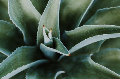 Free Detailed view of an agave plant's spiky leaves in a São Paulo garden, highlighting natural beauty. Stock Photo