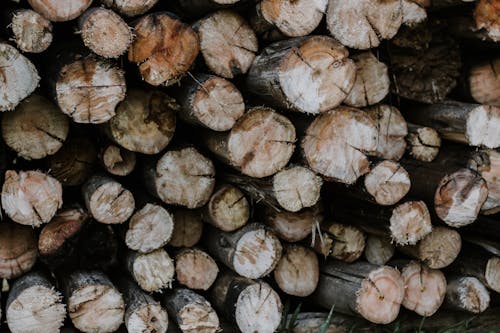 Free stock photo of bark, cut, firewood