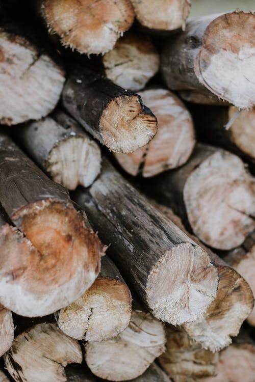Free stock photo of bark, cooking, cut
