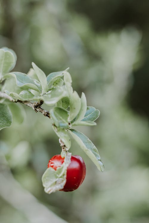 bitki, çalı meyvesi, dikey atış içeren Ücretsiz stok fotoğraf