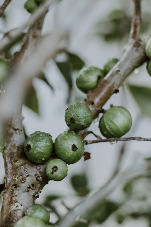 Green fruits on a tree branch with leaves
