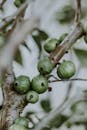 Raindrops on Fruit on Tree