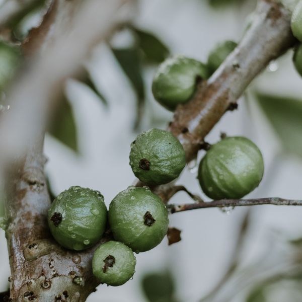 Jabuticaba