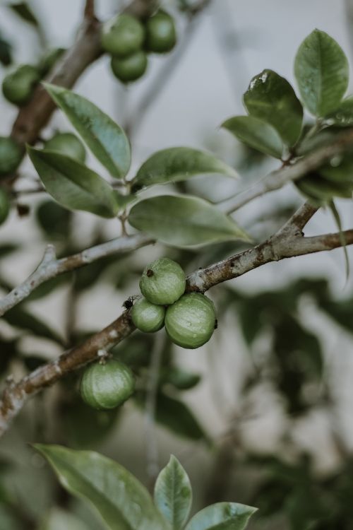 Free Detailed view of green fruit on a branch with lush leaves in São Paulo, Brazil. Stock Photo