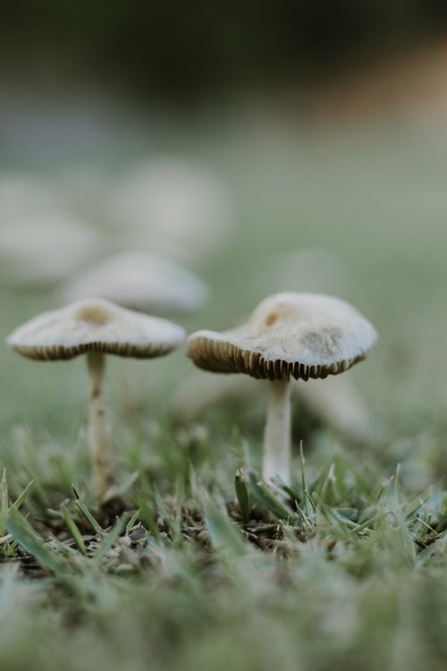 Free A detailed shot of mushrooms emerging from grass in rural São Paulo. Stock Photo