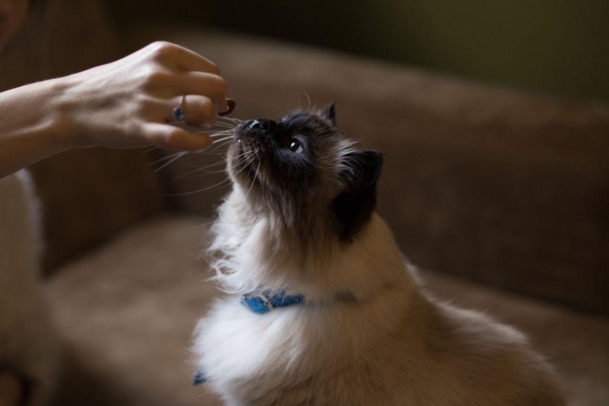 Cat attentively sniffing a person's fingers during target training
