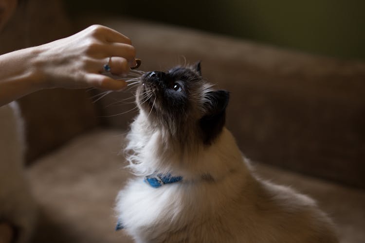 Himalayan Cat