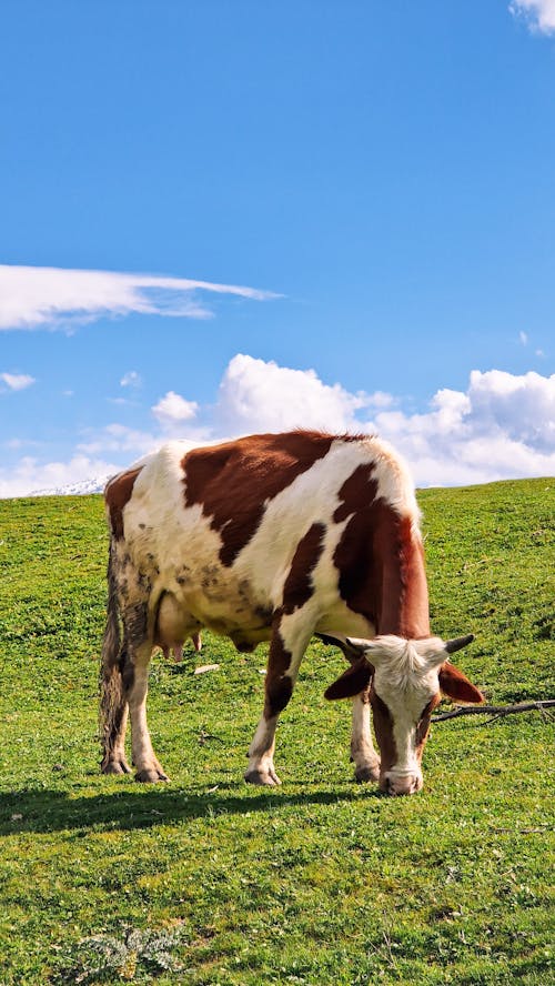 A cow grazing on a green grassy field