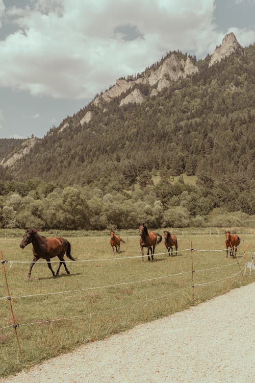 arazi, atlar, çit içeren Ücretsiz stok fotoğraf