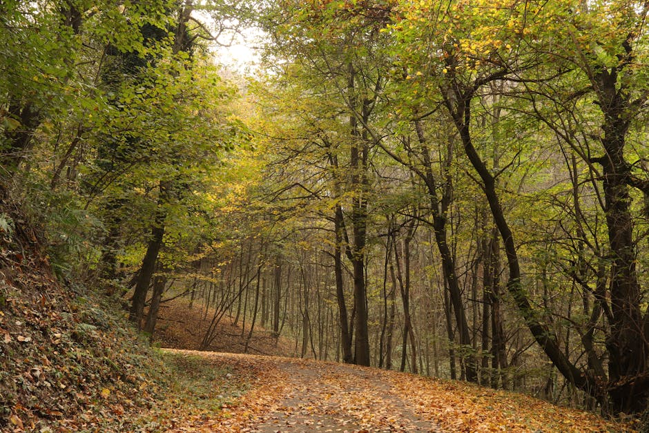 A quiet walking trail at Maymont Park in Richmond with fall foliage.. Photographed by Samuele Pellegrino