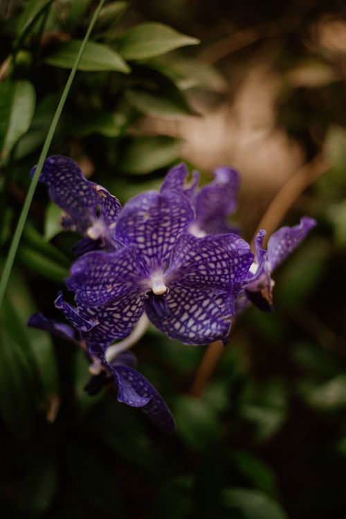 Purple Orchid