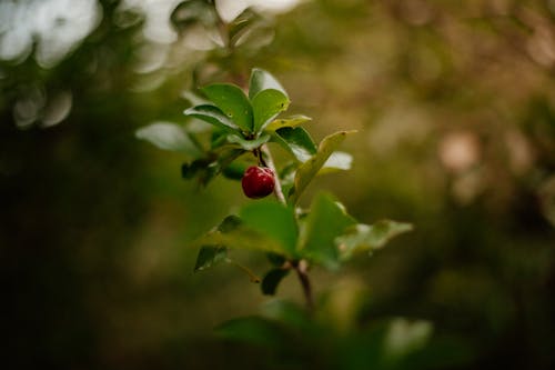 A small red fruit on a branch in the woods