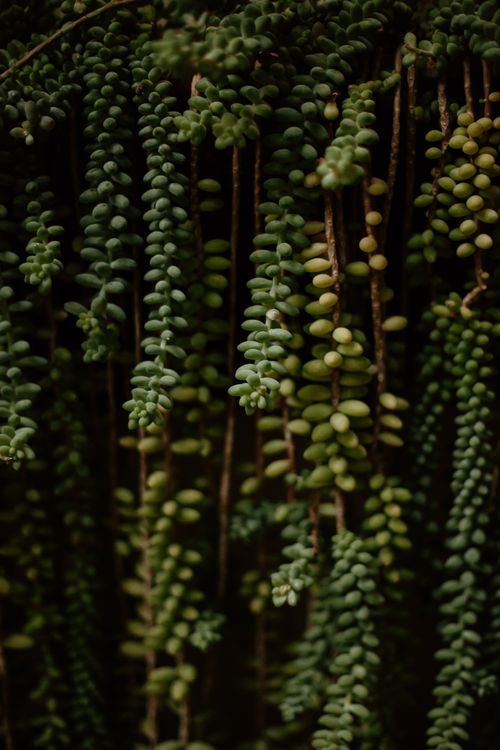 Free A vertical shot showcasing the unique texture of a string of pearls plant cascading downwards. Stock Photo