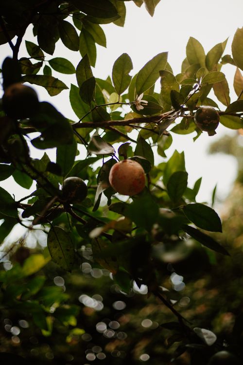 Free Close-up photo of an apple on a tree with sunlight filtering through leaves, showcasing nature's beauty. Stock Photo